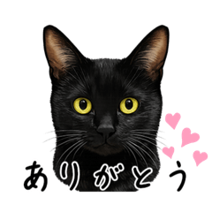 Fuu-chan the Black Cat