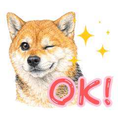 Shiba Inu Kaede: Starter Pack