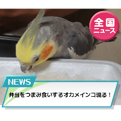 bochukun_20260413043304