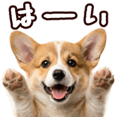 飛び出す!コーギー