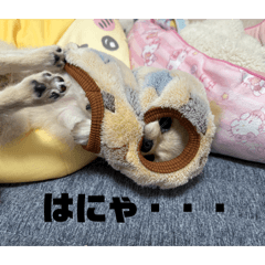 tarolove_20260412212331