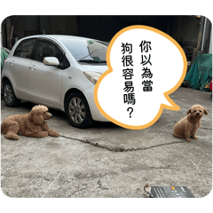 小狗狗與我的生活