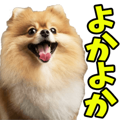 佐賀弁☆ポメラニアン