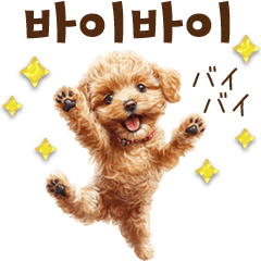 Toy Poodle Korean Greeting Stickers