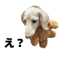 Kota & Sasu: Cozy Dachshund Days