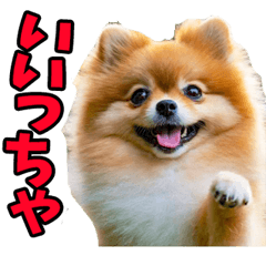 大分弁☆ポメラニアン