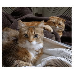 dandan_20260413155705