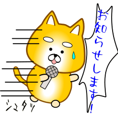 nobobi Golden Shiba Inu