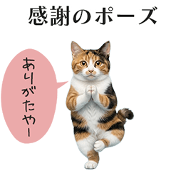 Yoga Cats.