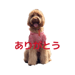 shima_20260413171341