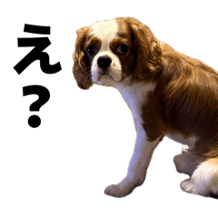 shiodai_20260413183218