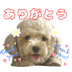 Lily Dog Daily Stickers