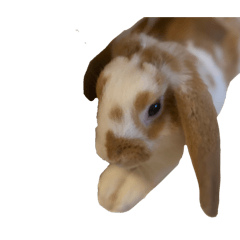 Tamutamu_20260413211915