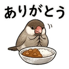 Curry Java Sparrow: Stoic & Spicy