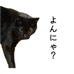 kuroneko_nyao22