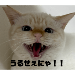 IKUTO_20260413213318