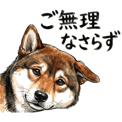 365 Days of Goma Shiba (Polite)