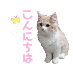 arimama_20260413192503