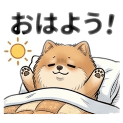 Fluffy Pomeranian -Daily Life 4-