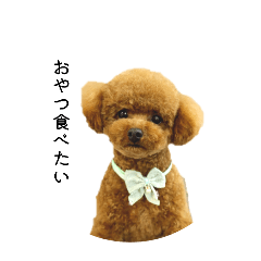 apurichoco_20260414000250