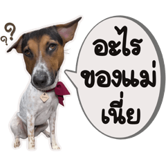 วีนัส หมาแลกคุ