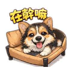 柯基田寶在幹嘛