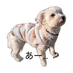 CHANKAKO_20260414072508