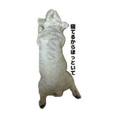 Kirarinn_20260413135019