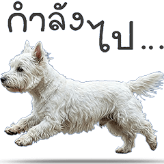 น้องหมา "เวสตี้" #1