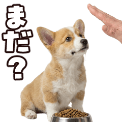 Corgi Family Contact for Everyday Use