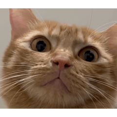 法國麵包汪胖胖