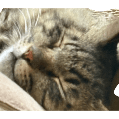 koneko_20260414072927