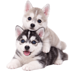 Cute Husky Puppy Simple Stickers