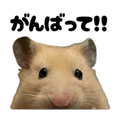 Hamuchannel_original