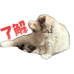 neko pichan'sday etc