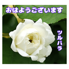 Spring flower tells Good Morning.