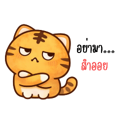 Chaotic Chubby Orange Cat