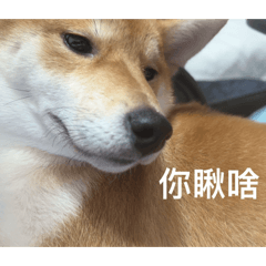 笨笨發瘋日常1