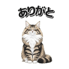 Fluffy Norwegian Forest Cat 2