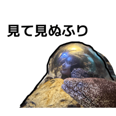 sakura's parent_20260410164