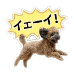 Marin the Toy Poodle Vol. 2