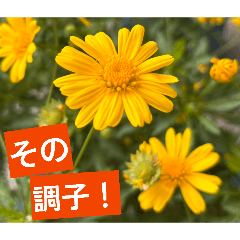 Cheerful Flowers Compliments-J