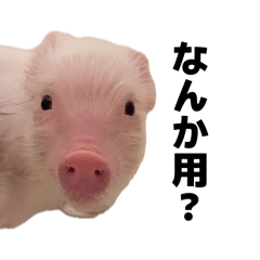 CHIHO_20260414131651