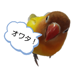 yamabuki_20260414131628