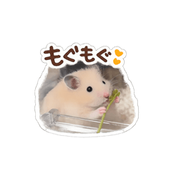 キンクマハムスター豆太郎くん