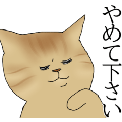Honorific cat Ten-san