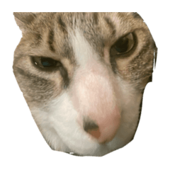 Omt-YT_20260414163413