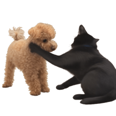 Torotama_20260414164925