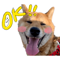 shibainu hatichan 1