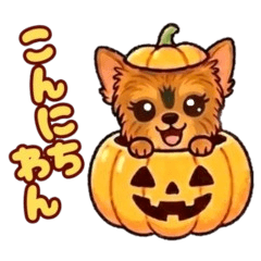 Cheeky & Fluffy Little Yorkie 8